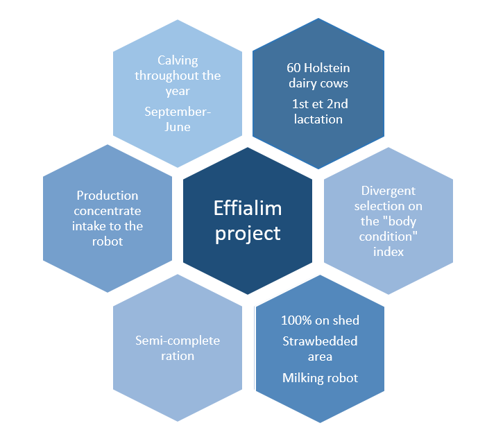 Effialim 1